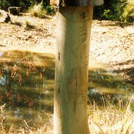 Solo-roundleaf-stack